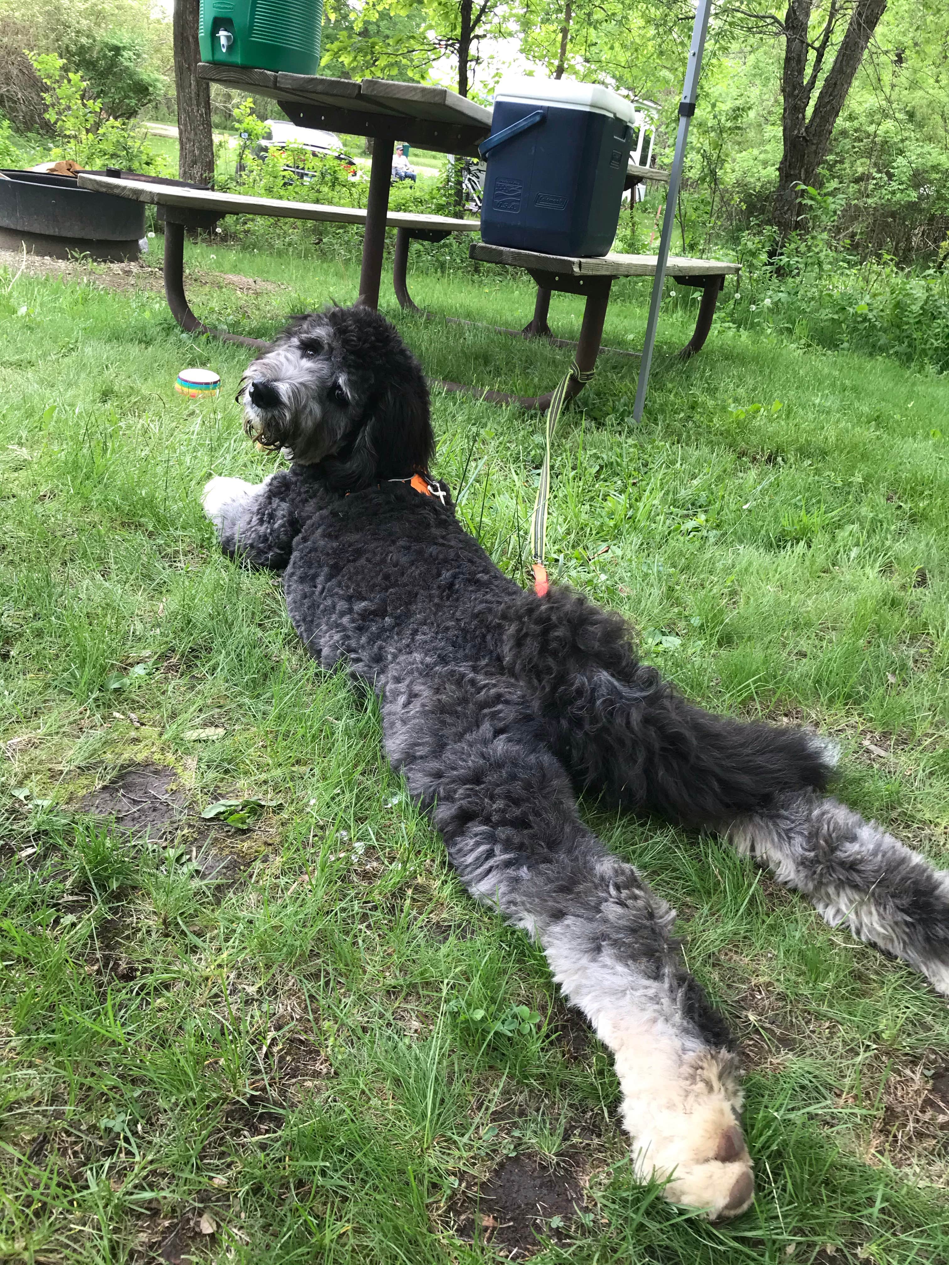 anne K.'s photo of camping with pets at Sakatah Lake State Park Campground near Alden, MN