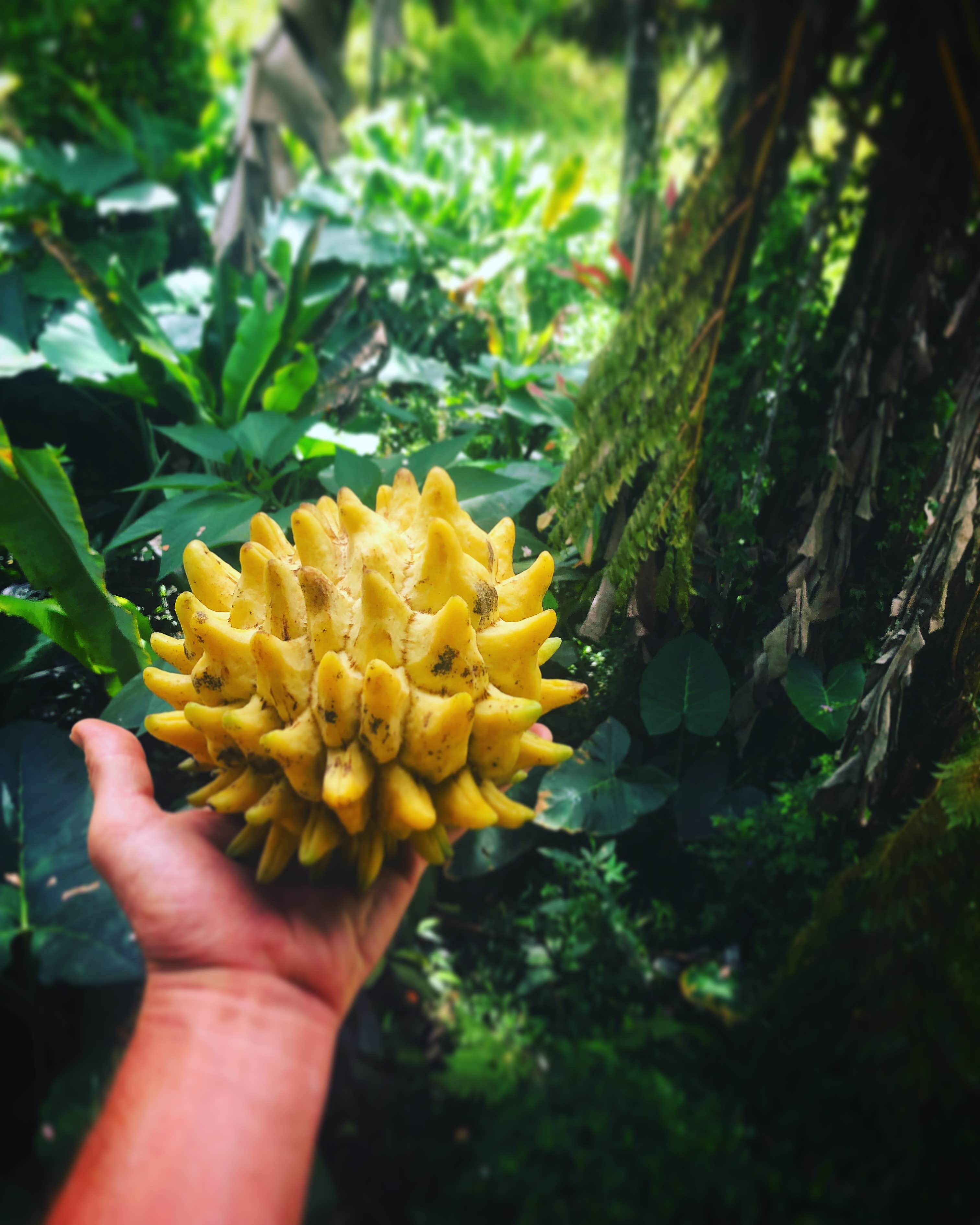 Camper-submitted photo at Mango 🥭 Hale near Hawaiian Paradise Park, HI