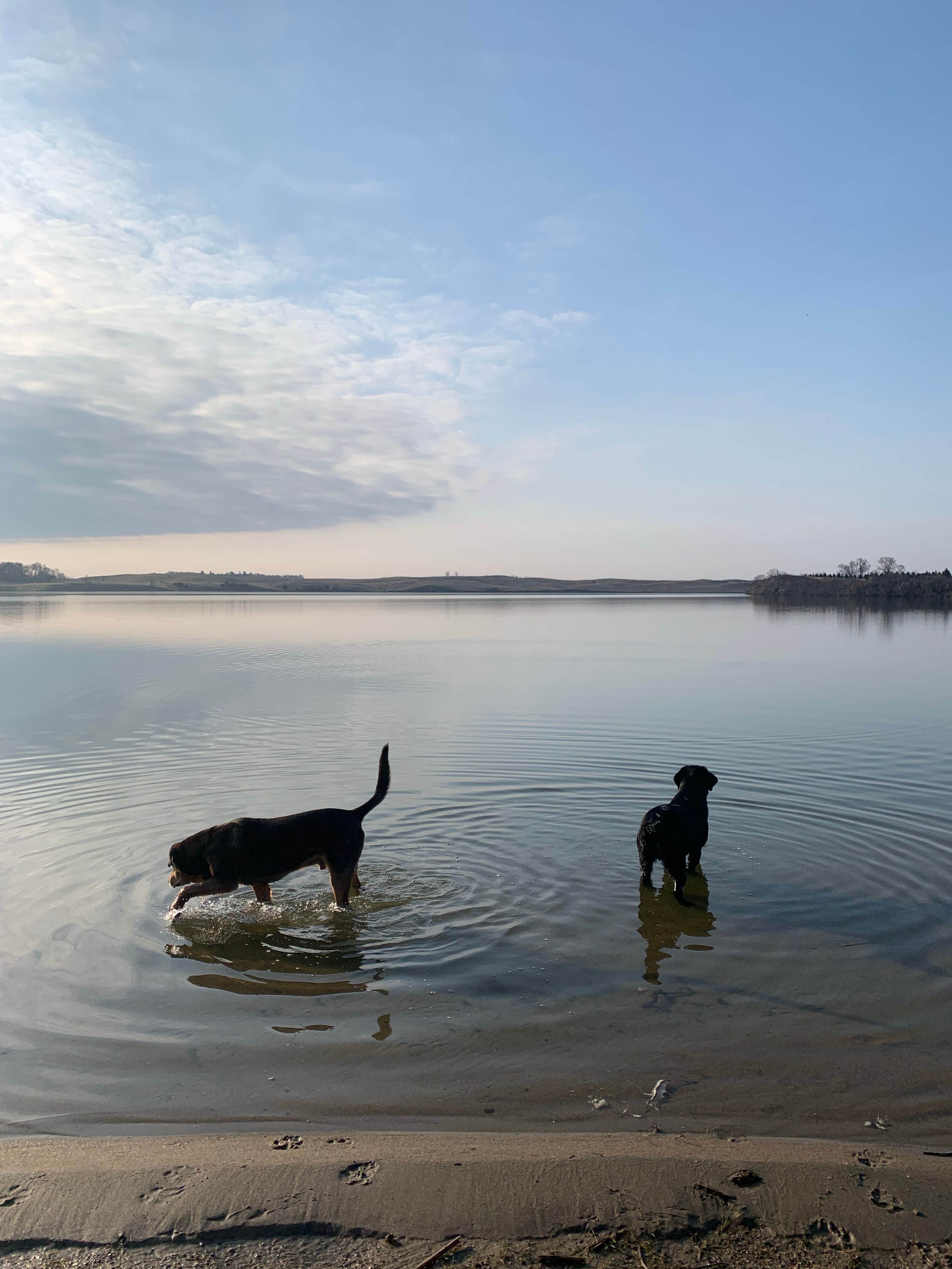 Sadie  C.'s photo of camping with pets at Moon Lake near Kensal, ND