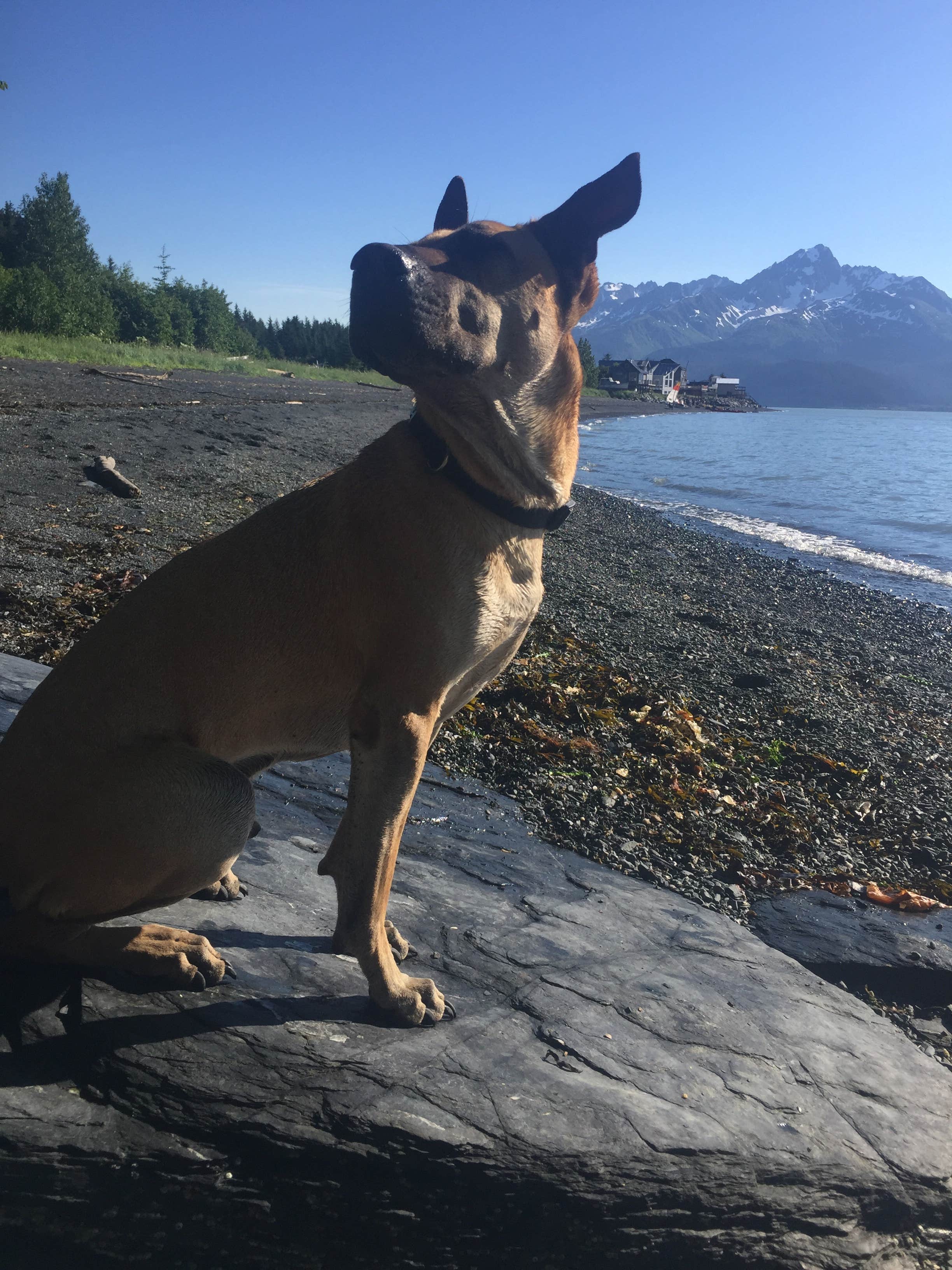 Sierra  S.'s photo of camping with pets at Miller's Landing near Cooper Landing, AK