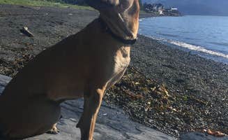 Sierra S.'s photo of camping with pets at Miller's Landing near Cooper Landing, AK