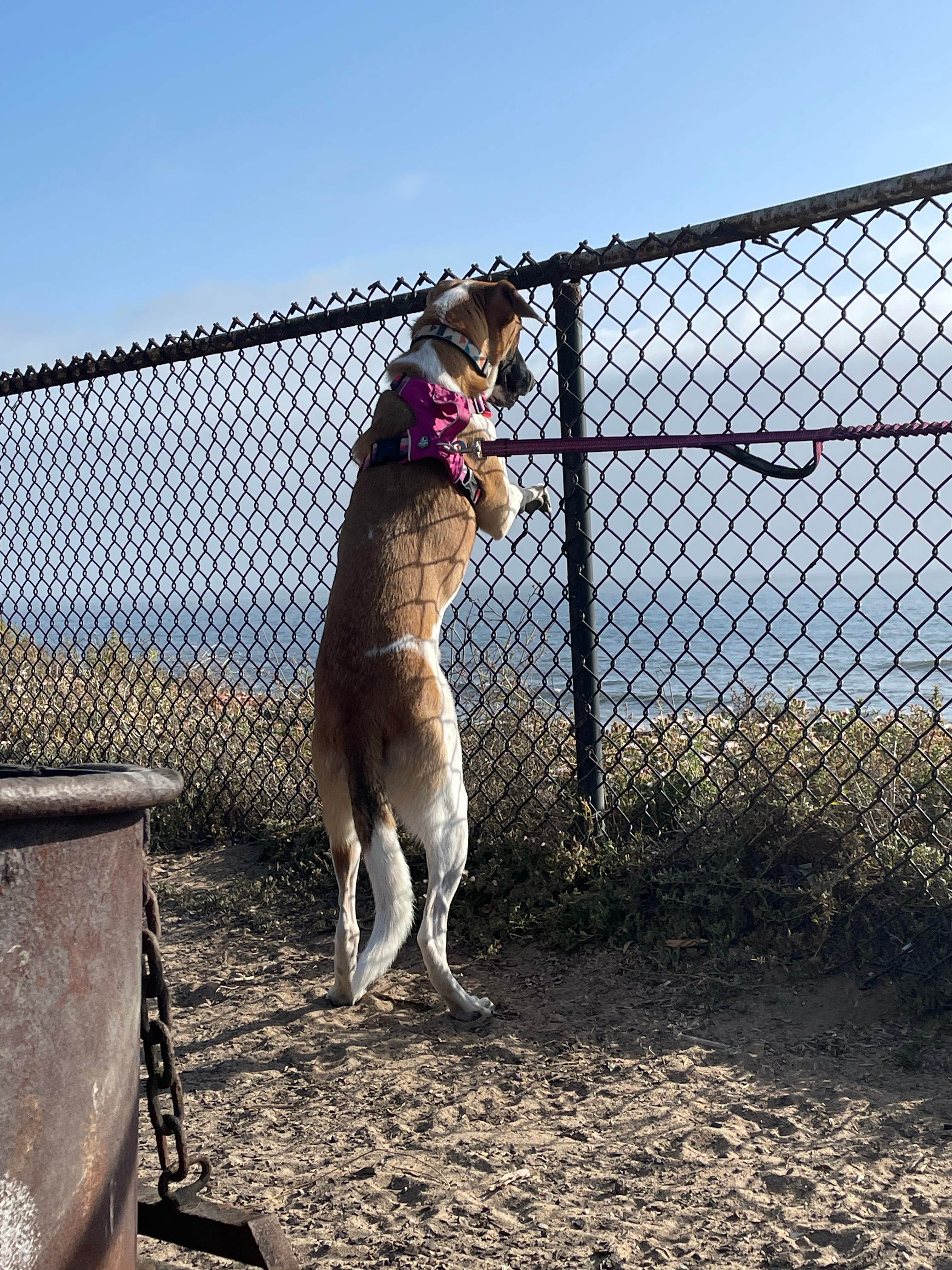 Holly's photo of camping with pets at South Carlsbad State Beach Campground near Encinitas, CA