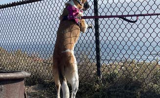Holly's photo of camping with pets at South Carlsbad State Beach Campground near Del Mar, CA