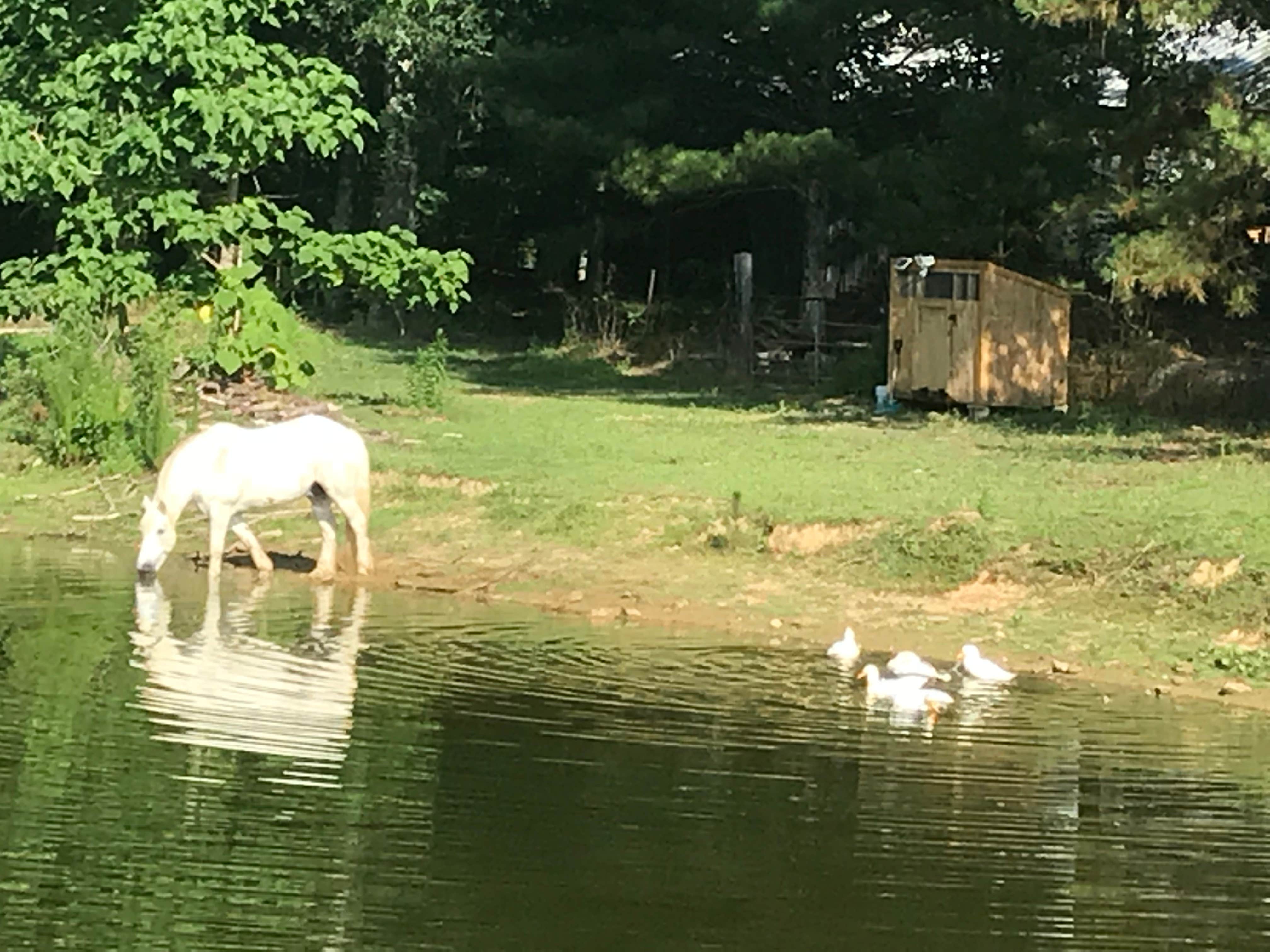 Camper submitted image from Cullman Campground - 1