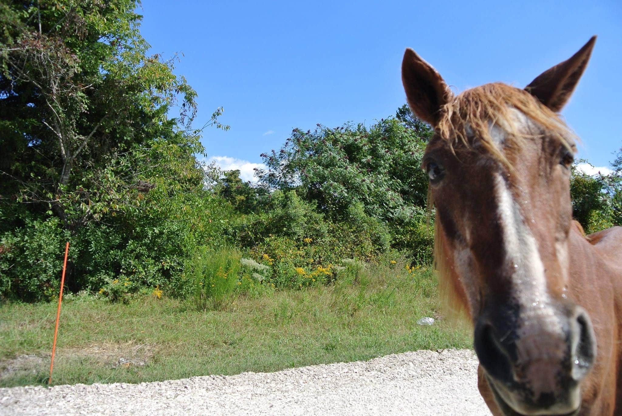 Maggie A.'s photo of camping with a horse at Bayside Assateague Campground — Assateague Island National Seashore near Hollywood, MD