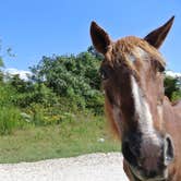 Review photo of Bayside Assateague Campground — Assateague Island National Seashore by Maggie A., May 5, 2017