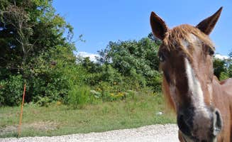 Maggie A.'s photo of camping with a horse at Bayside Assateague Campground — Assateague Island National Seashore near Hollywood, MD