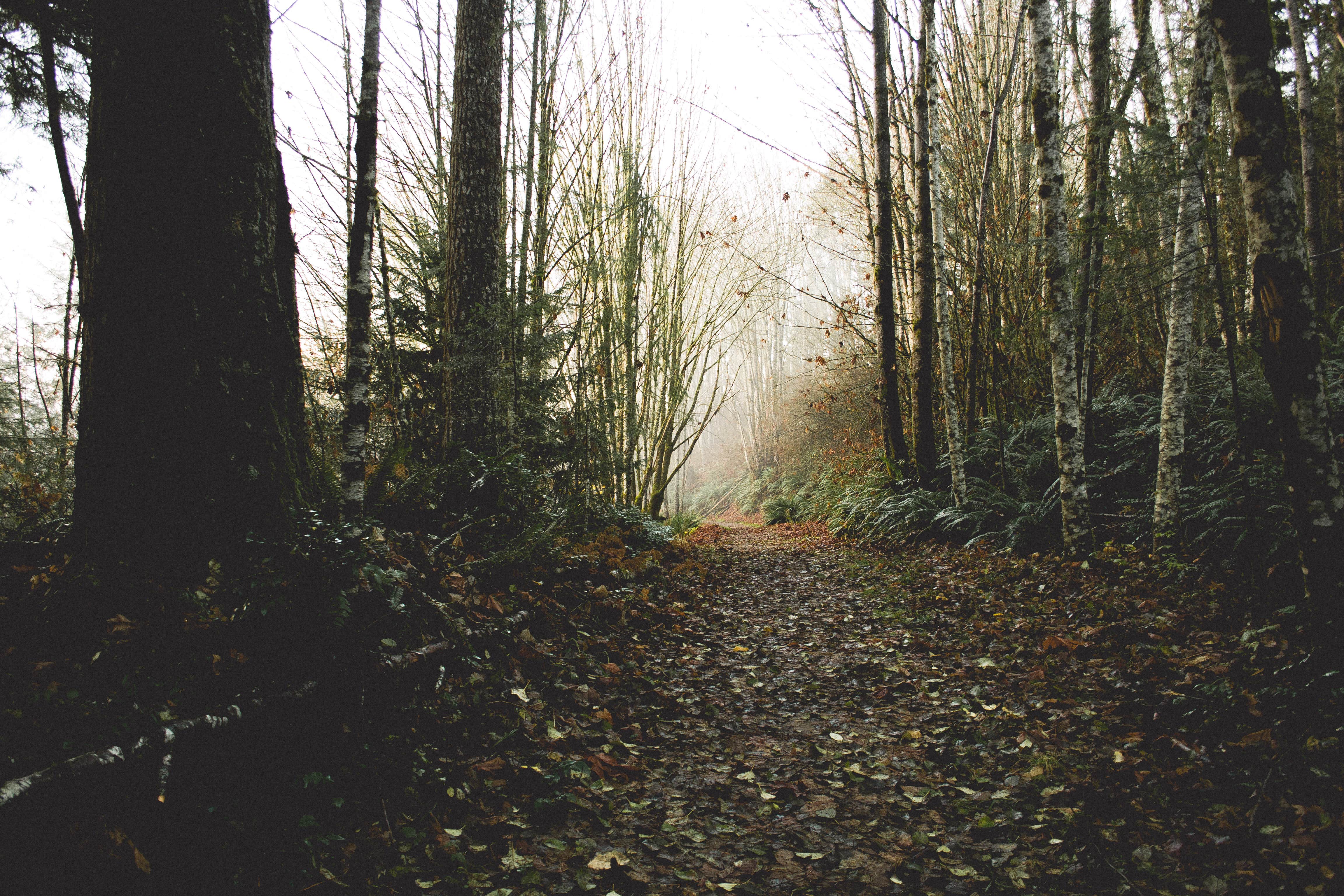 Camper-submitted photo at Mountaindale Cabin Village — L.L. Stub Stewart Memorial State Park near Warren, OR