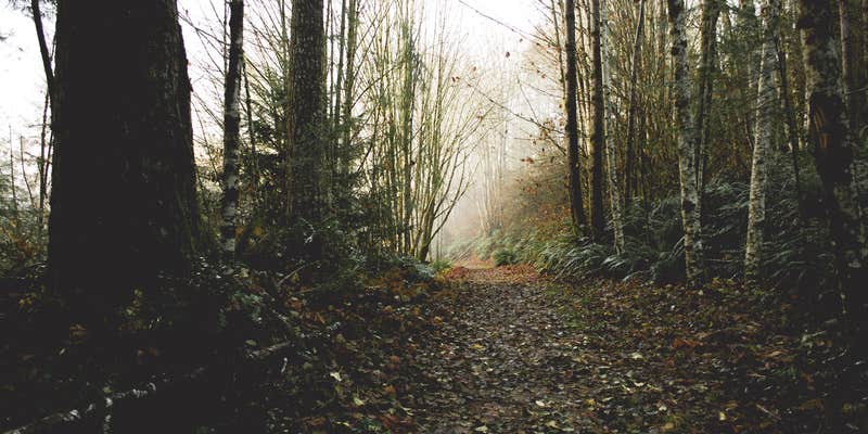 Camper submitted image from Mountaindale Cabin Village — L.L. Stub Stewart Memorial State Park