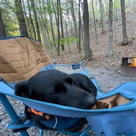 Very dog friendly, our pup enjoyed many naps by the fire