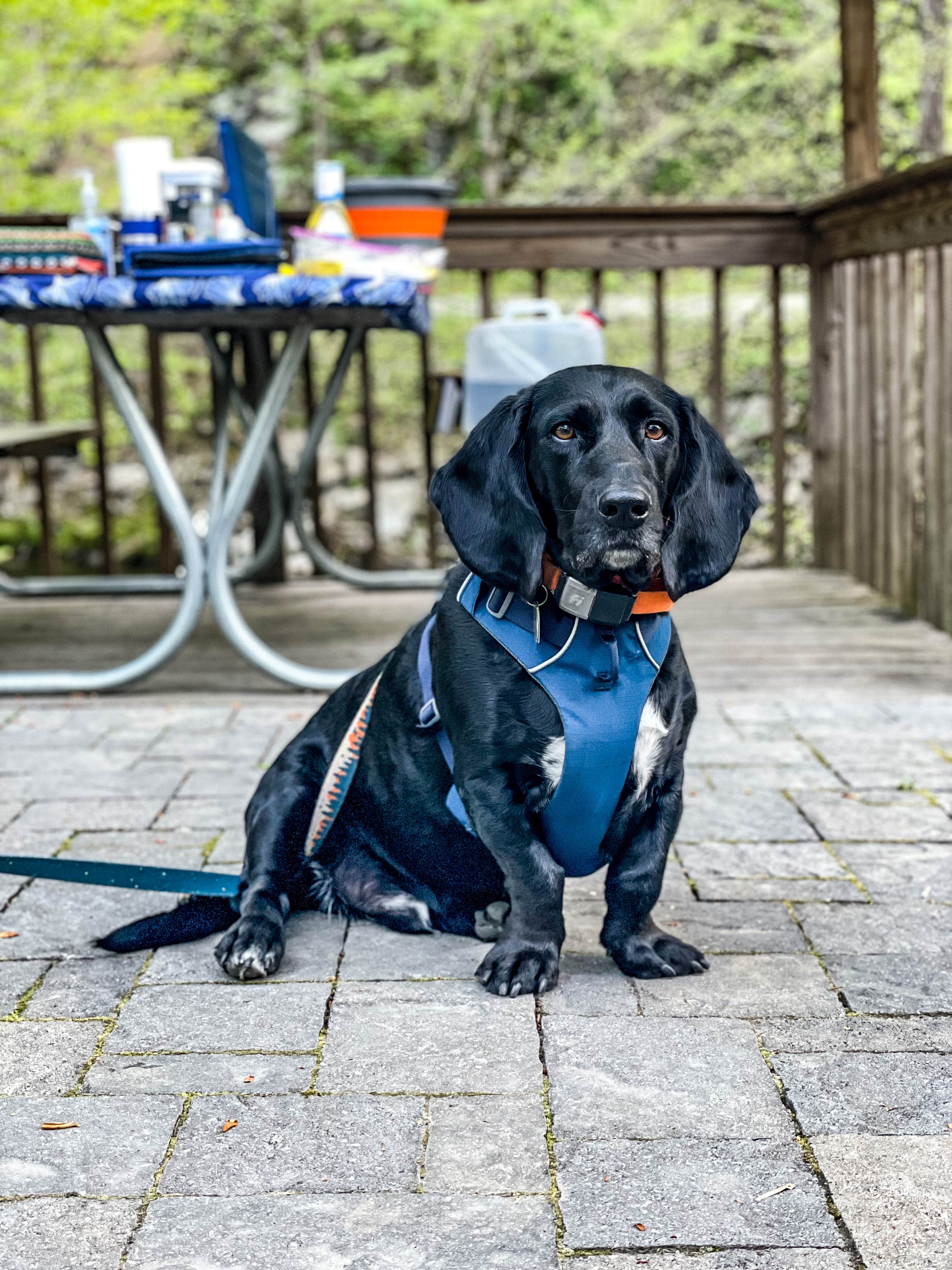 Anthony I.'s photo of camping with pets at Little Arrow Outdoor Resort near Great Smoky Mountains National Park