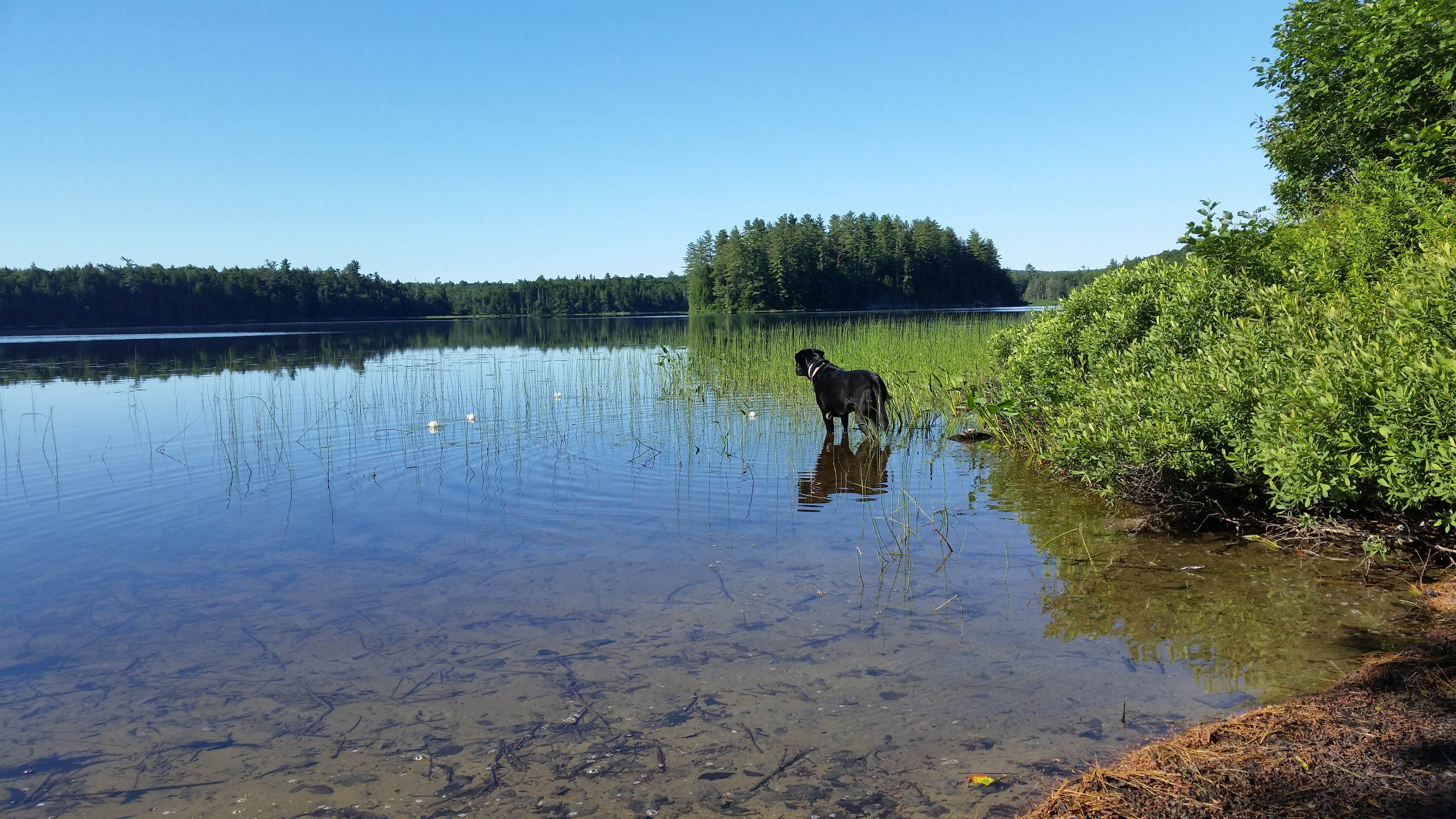 Camper submitted image from Brown Tract Pond Campground - 2