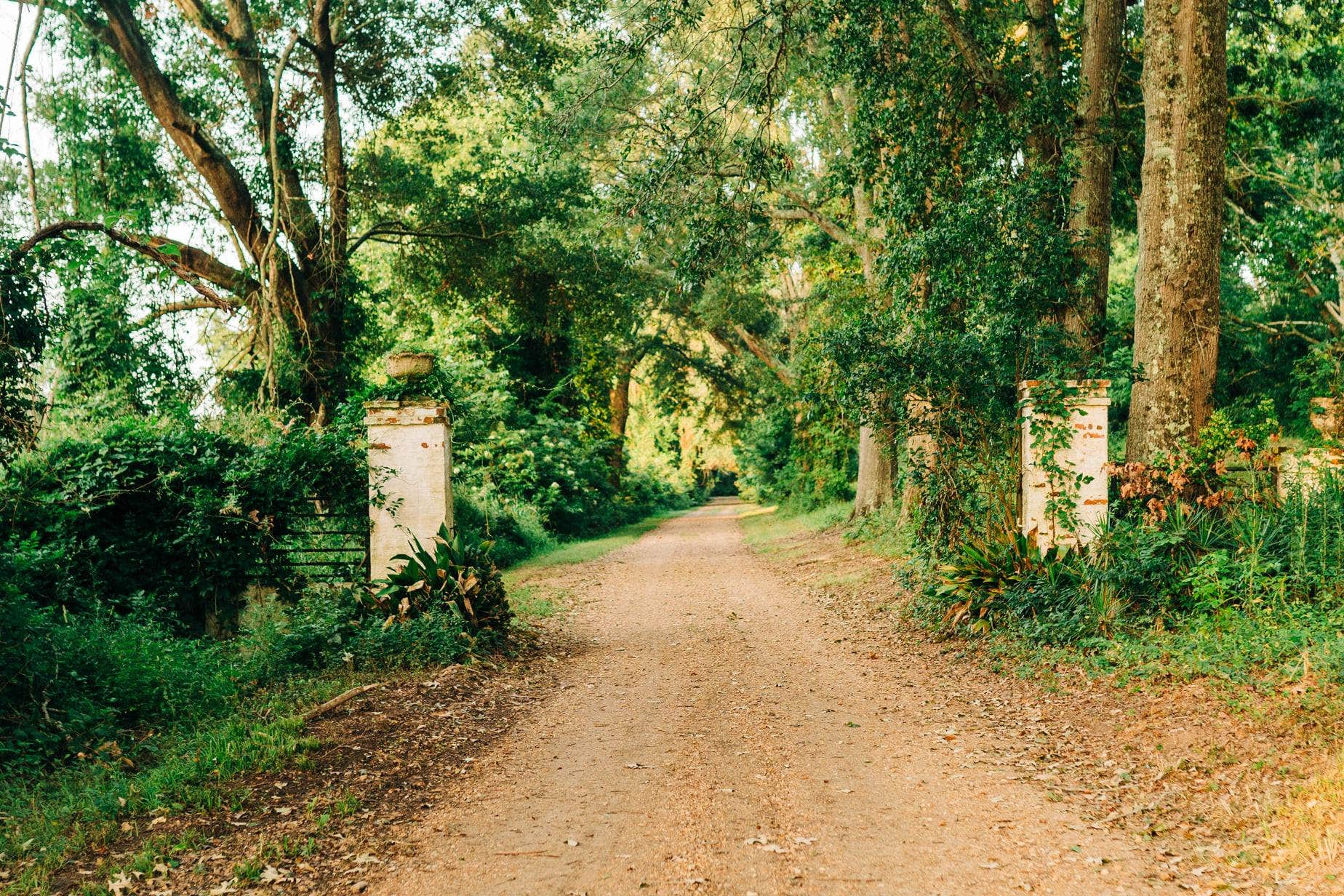 Camper submitted image from Louisiana Herbs on Breston Plantation - 5