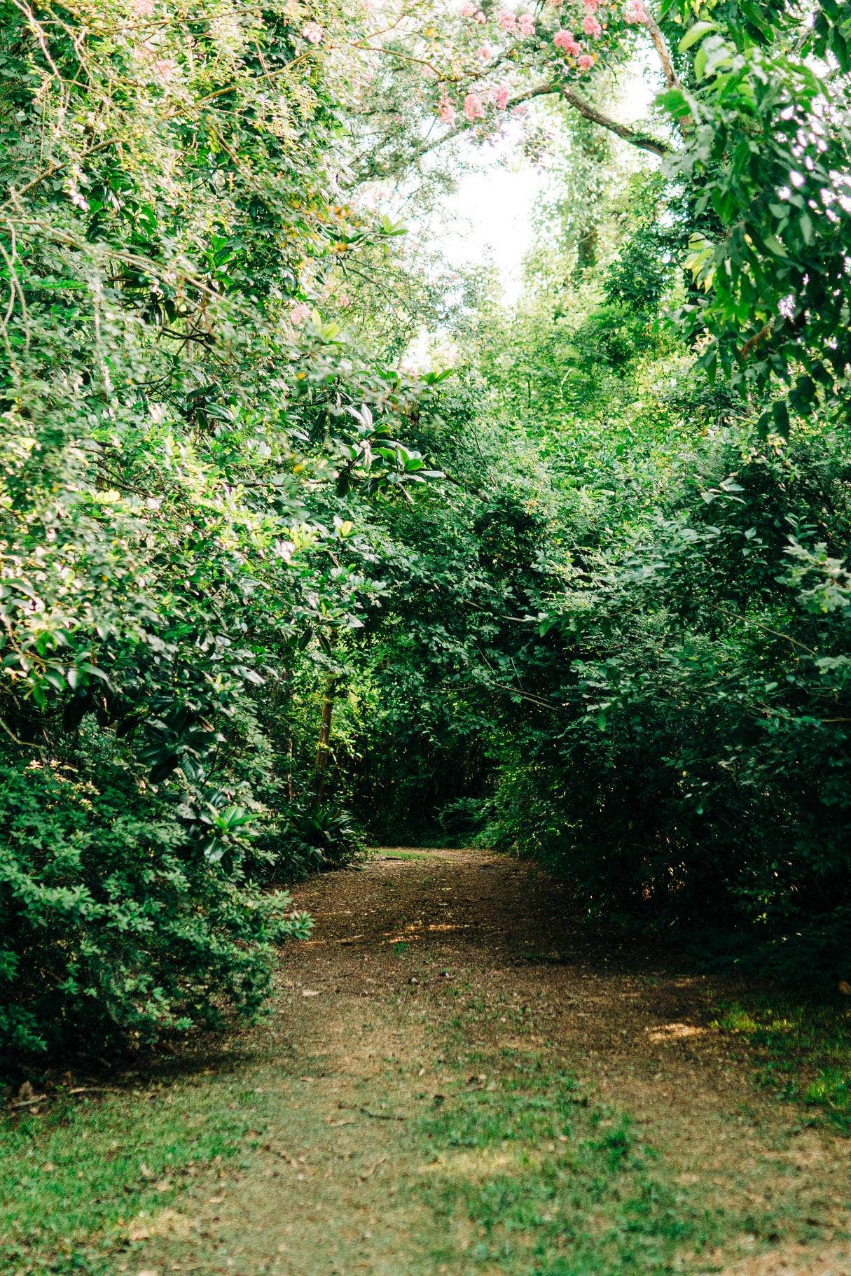 Camper submitted image from Louisiana Herbs on Breston Plantation - 2