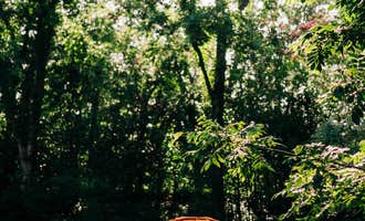 Camping near Turkey Creek Ranch Reserve : Louisiana Herbs on Breston Plantation, Columbia, Louisiana