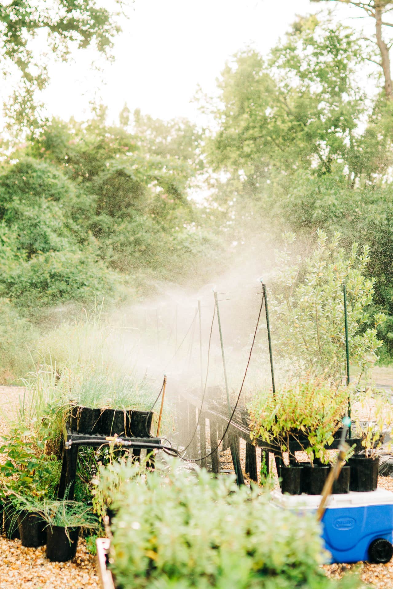 Camper-submitted photo at Louisiana Herbs on Breston Plantation near Winnfield, LA