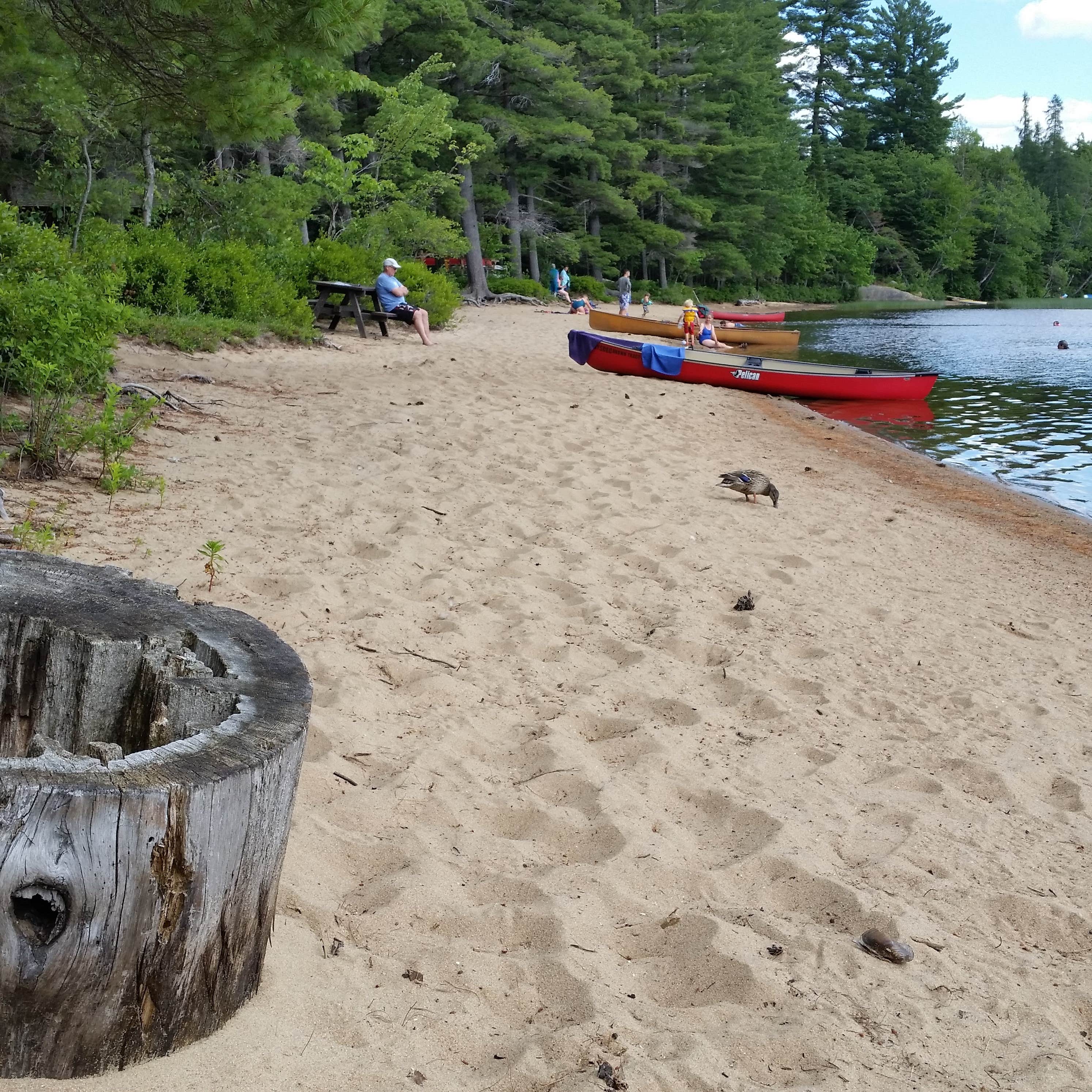 Escape To Serenity: Uncovering The Hidden Gem Of Brown Tract Pond Campground