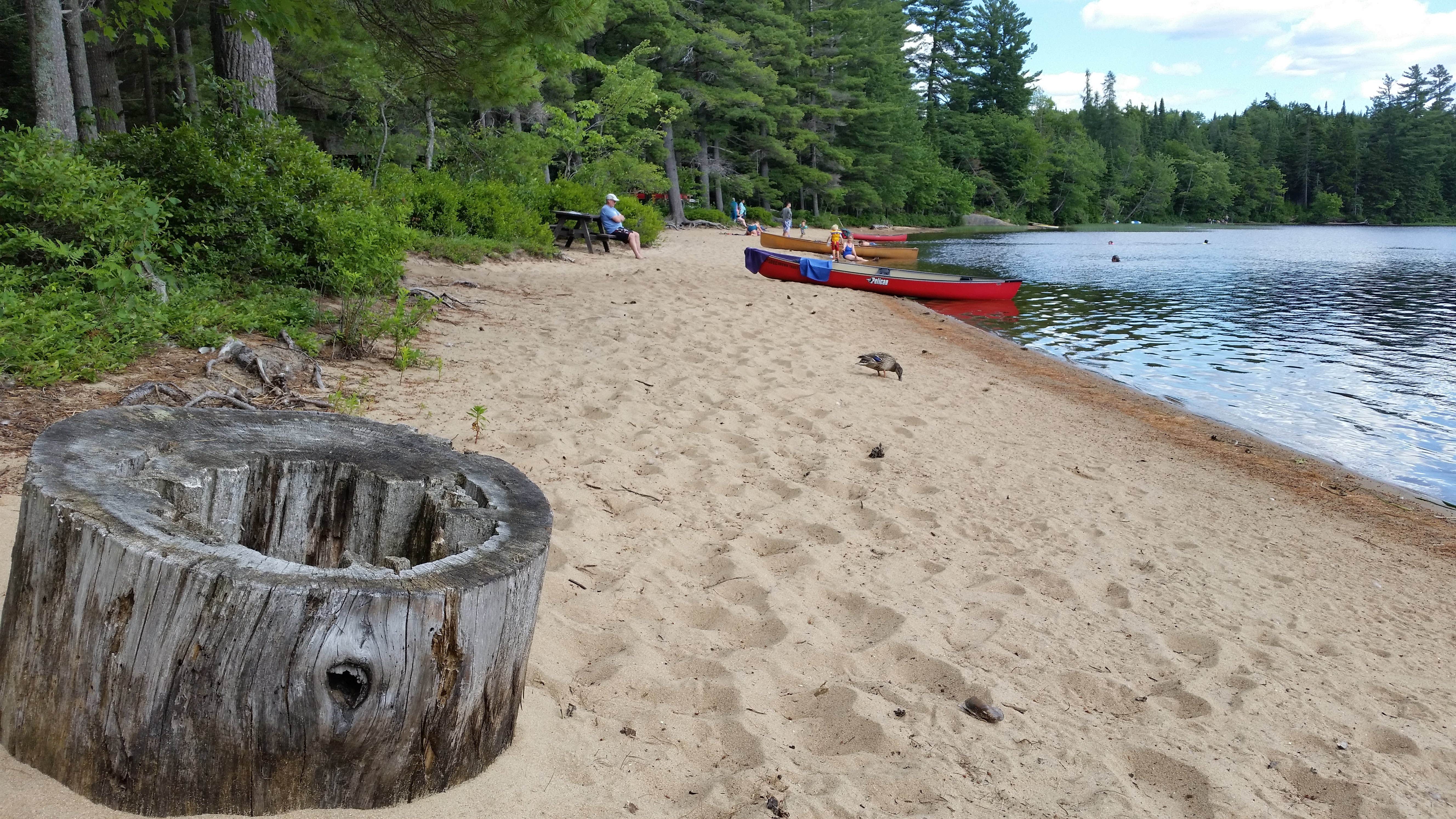 Camper submitted image from Brown Tract Pond Campground - 4