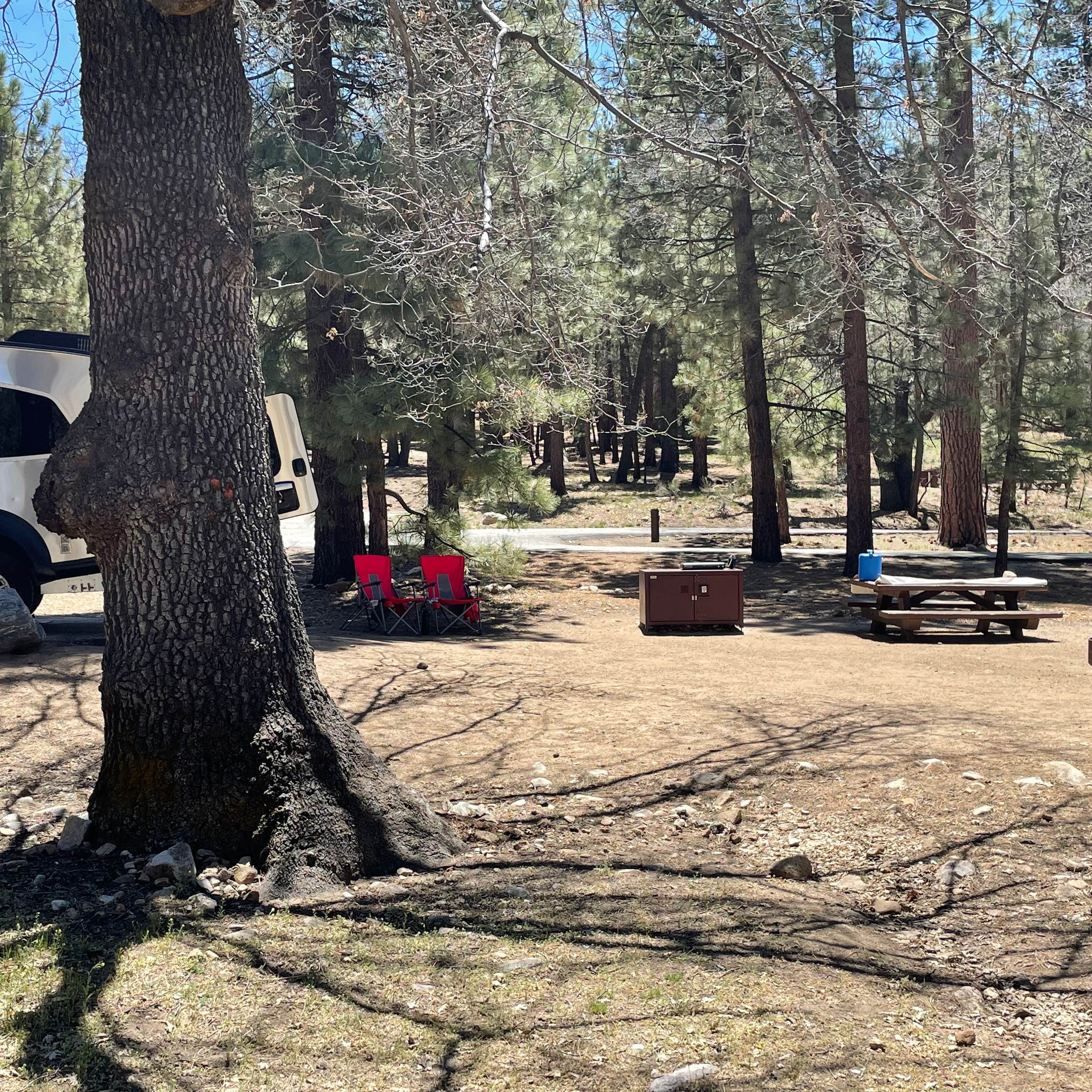 Barton Flats Campground Camping | Big Bear City, CA | The Dyrt