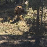 Review photo of Mather Campground — Grand Canyon National Park by Allison D., July 13, 2018