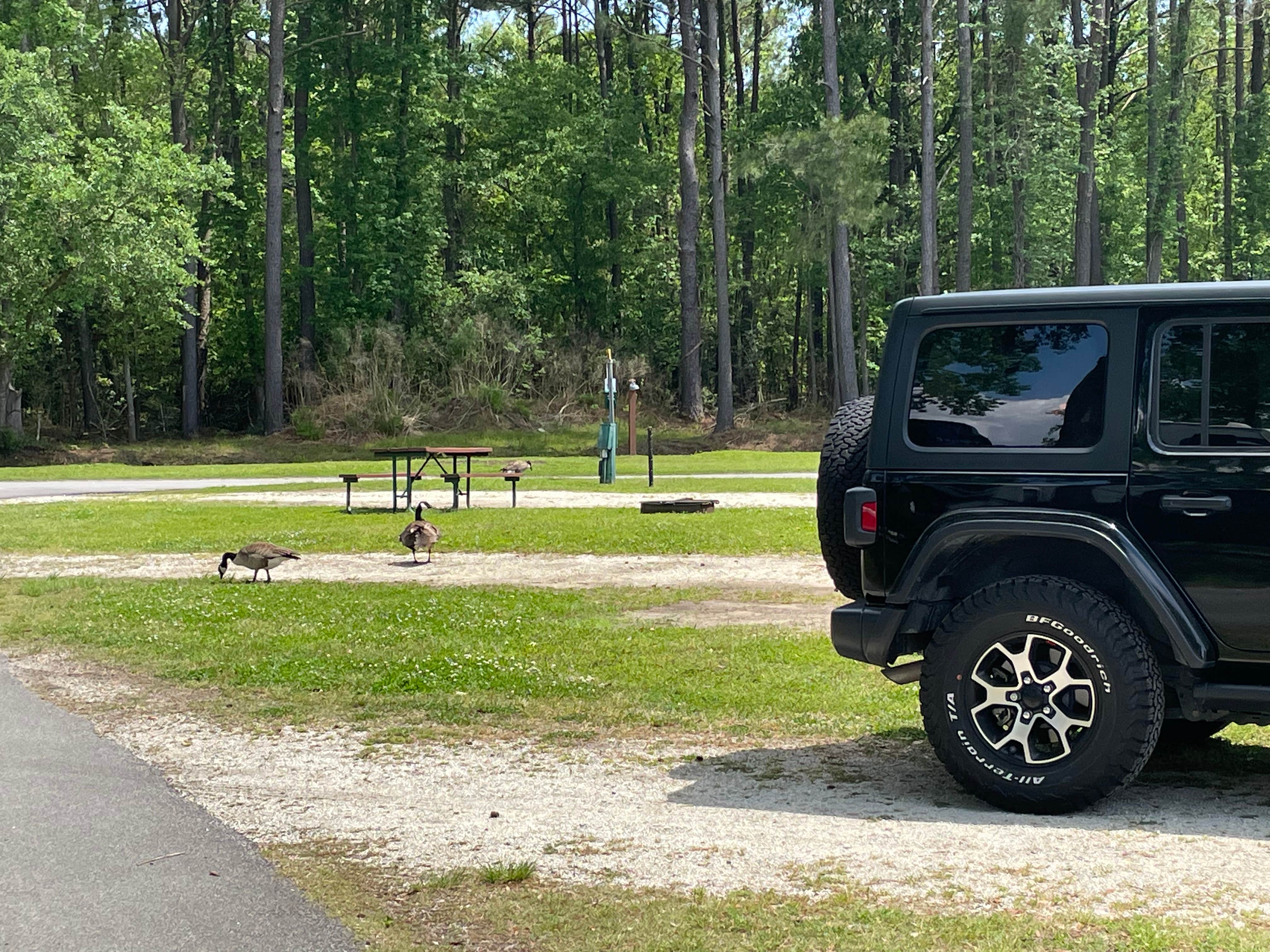 Bill B.'s photo of camping with pets at Mount Pleasant-Charleston KOA near Folly Beach, SC