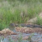 Review photo of Kilpatrick Hammock Campground — Kissimmee Prairie Preserve State Park by Kasey K., July 13, 2018