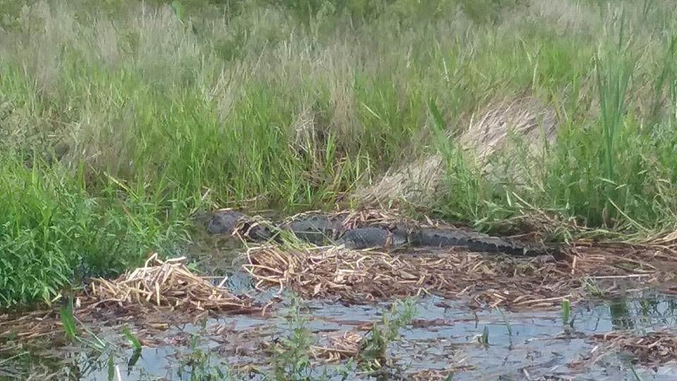 Camper submitted image from Kilpatrick Hammock Campground — Kissimmee Prairie Preserve State Park - 3