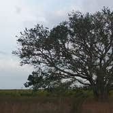 Review photo of Kilpatrick Hammock Campground — Kissimmee Prairie Preserve State Park by Kasey K., July 13, 2018