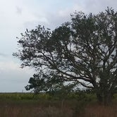 Review photo of Kissimmee Prairie Preserve State Park Campground by Kasey K., July 13, 2018