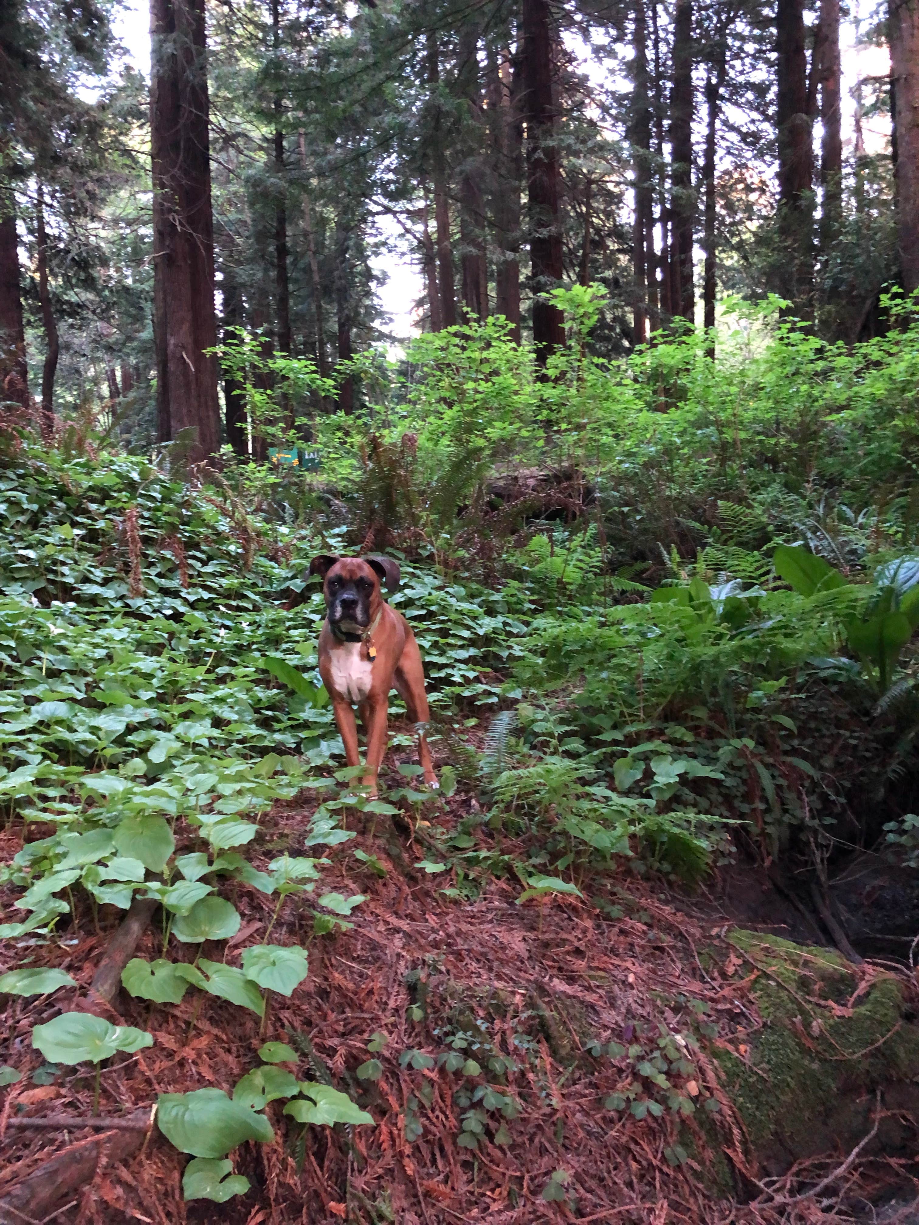 justin's photo of camping with pets at Emerald Forest Cabins & RV near Six Rivers National Forest