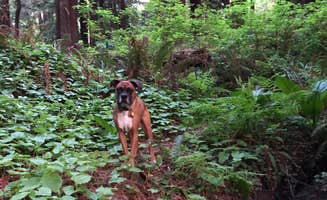 justin's photo of camping with pets at Emerald Forest Cabins & RV in California