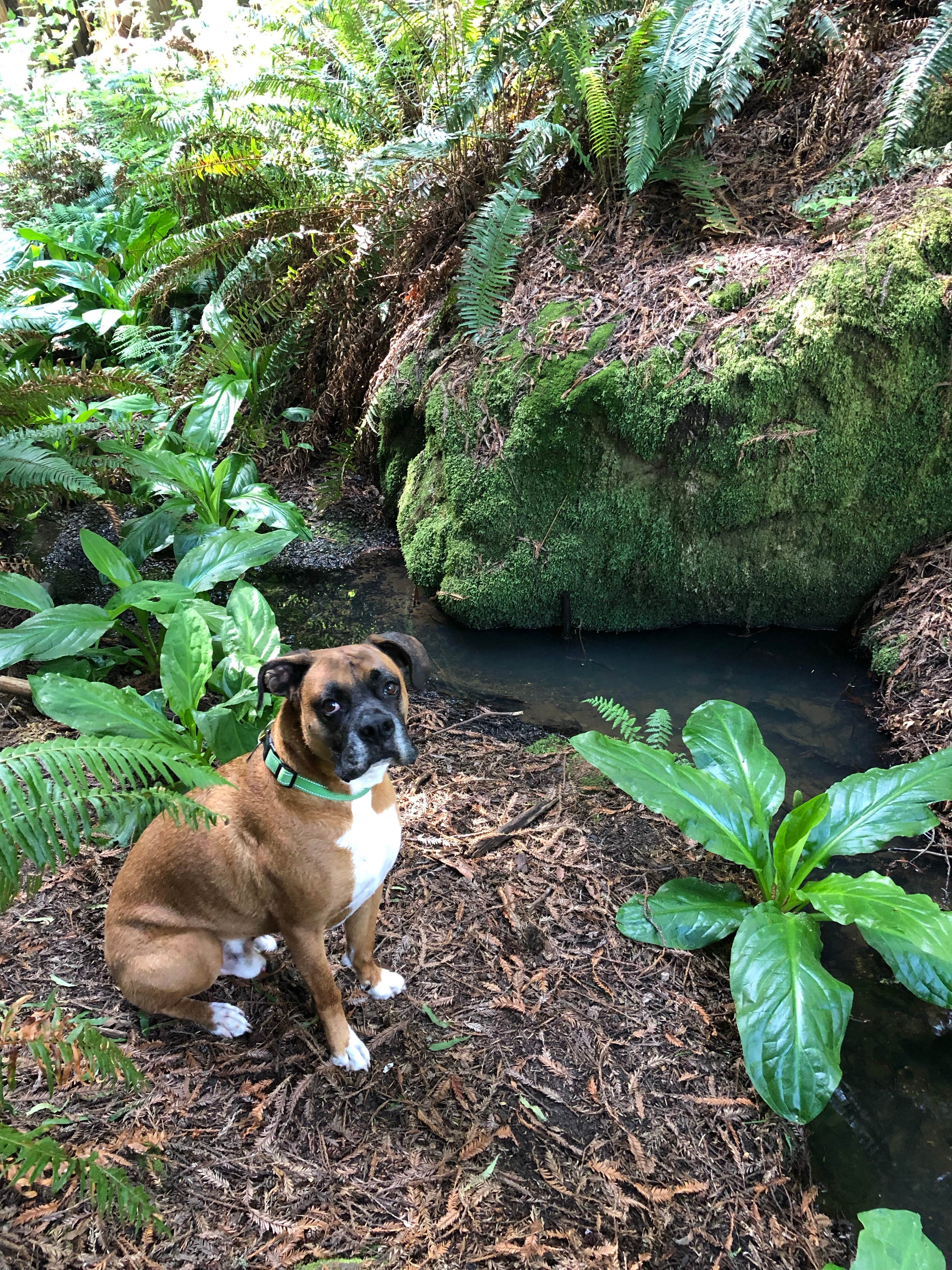 justin's photo of camping with pets at Emerald Forest Cabins & RV near Fields Landing, CA