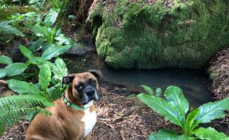 justin's photo of camping with pets at Emerald Forest Cabins & RV near Loleta, CA