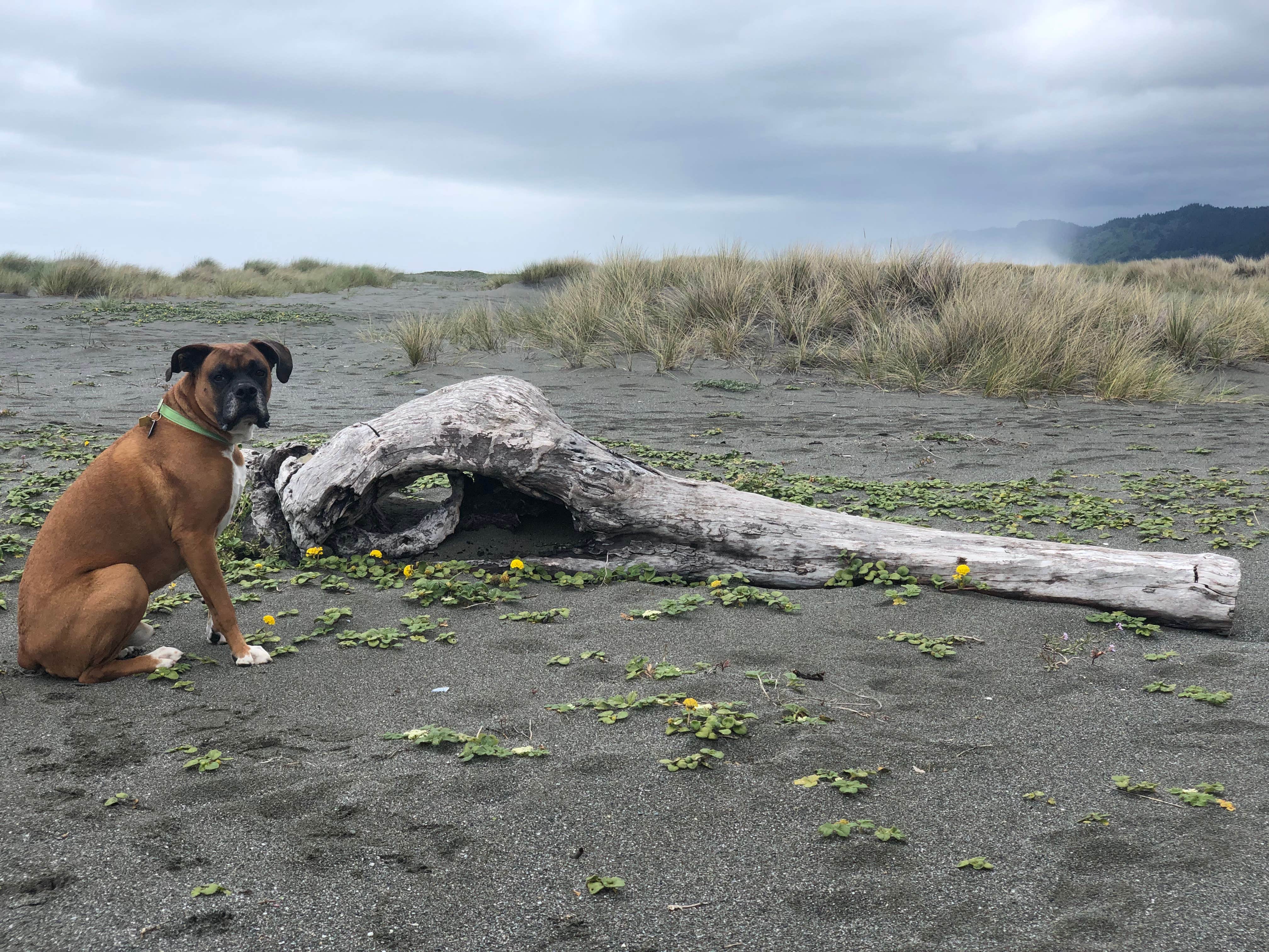 justin's photo of camping with pets at Gold Bluffs Beach Campground — Prairie Creek Redwoods State Park near Trinidad, CA