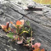 Review photo of Gold Bluffs Beach Campground — Prairie Creek Redwoods State Park by justin , May 8, 2022