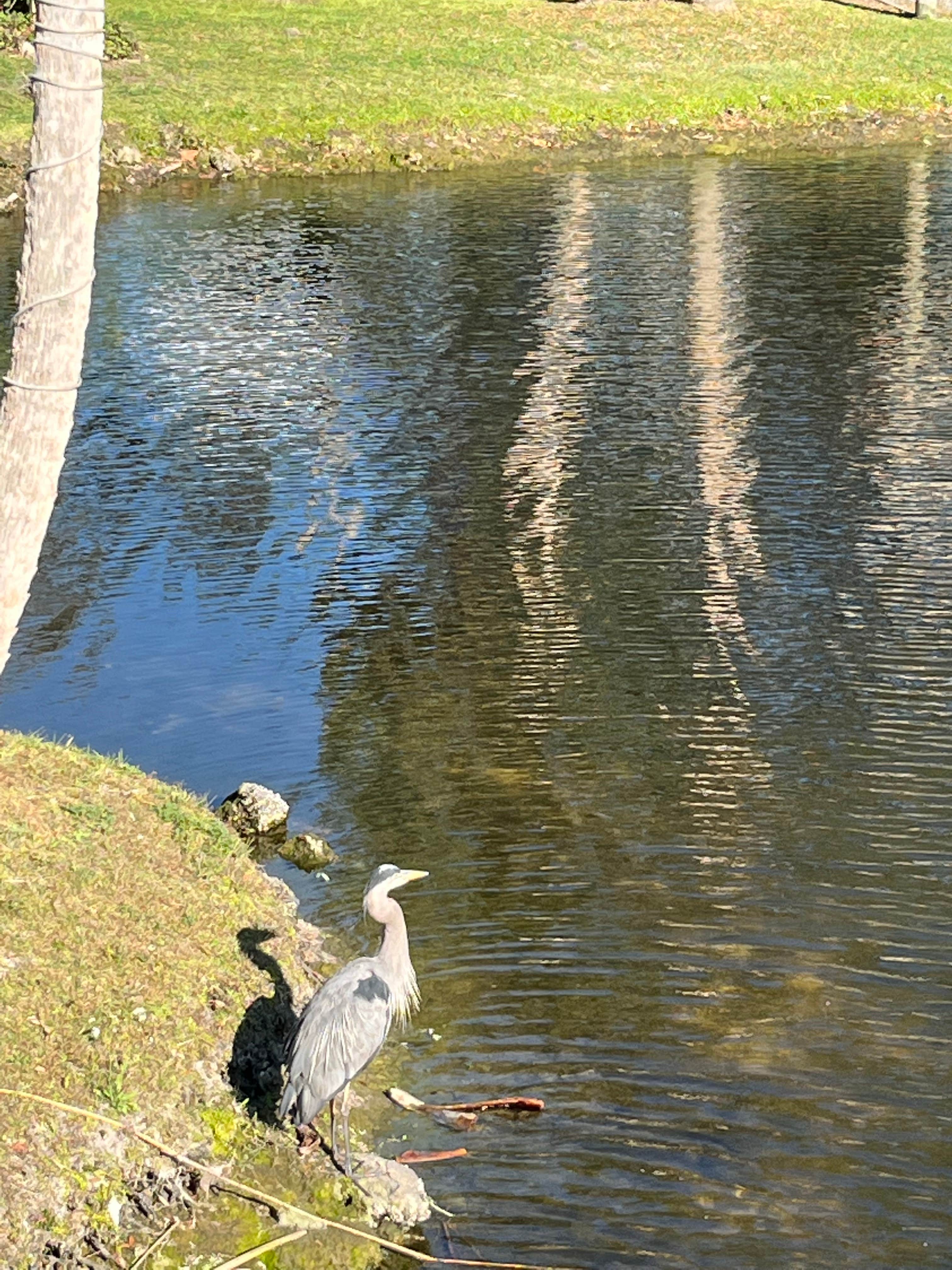 Camper-submitted photo at Nature's Resort near Inverness, FL