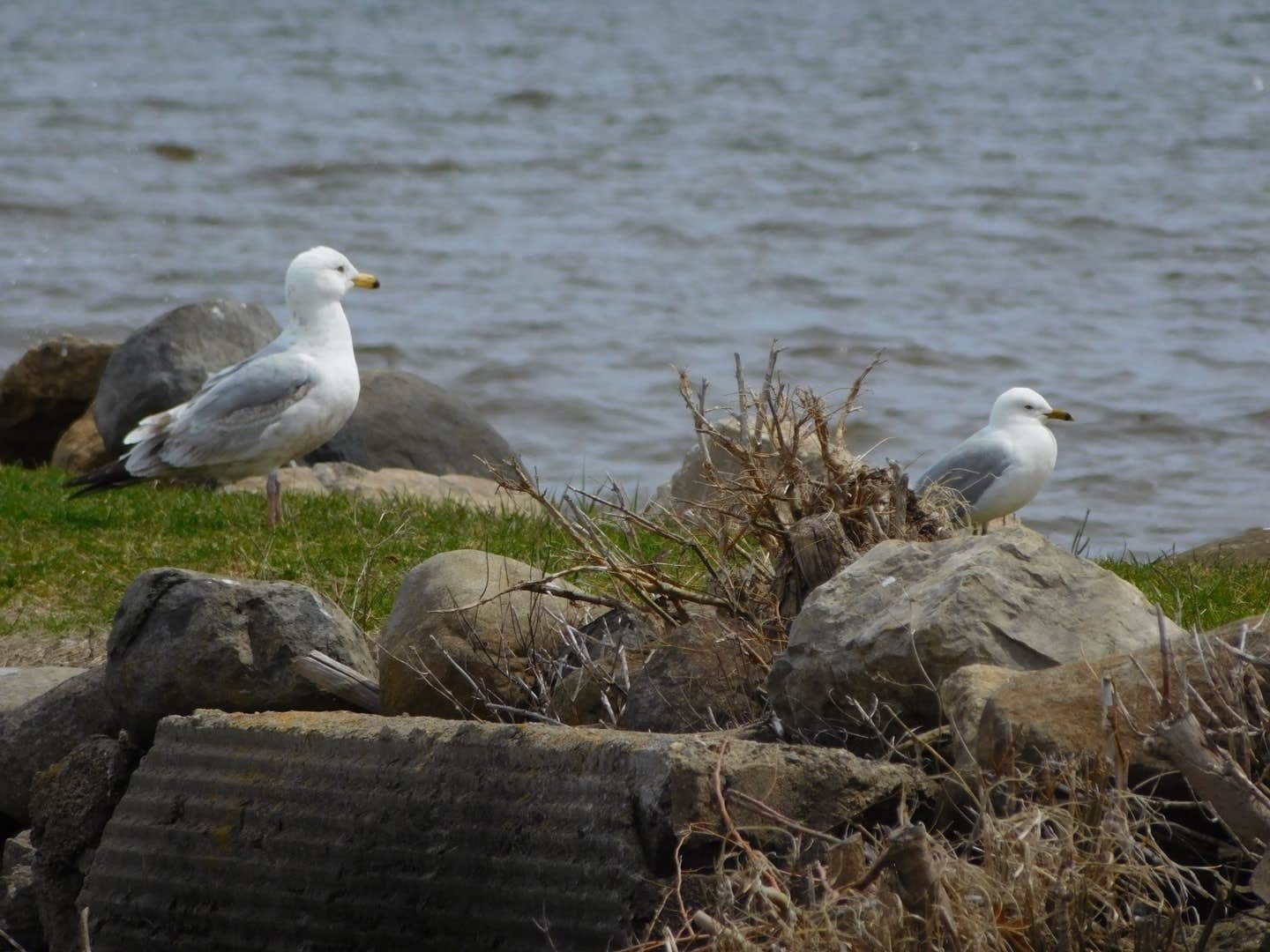 Camper submitted image from Kalbus Country Harbor - 2