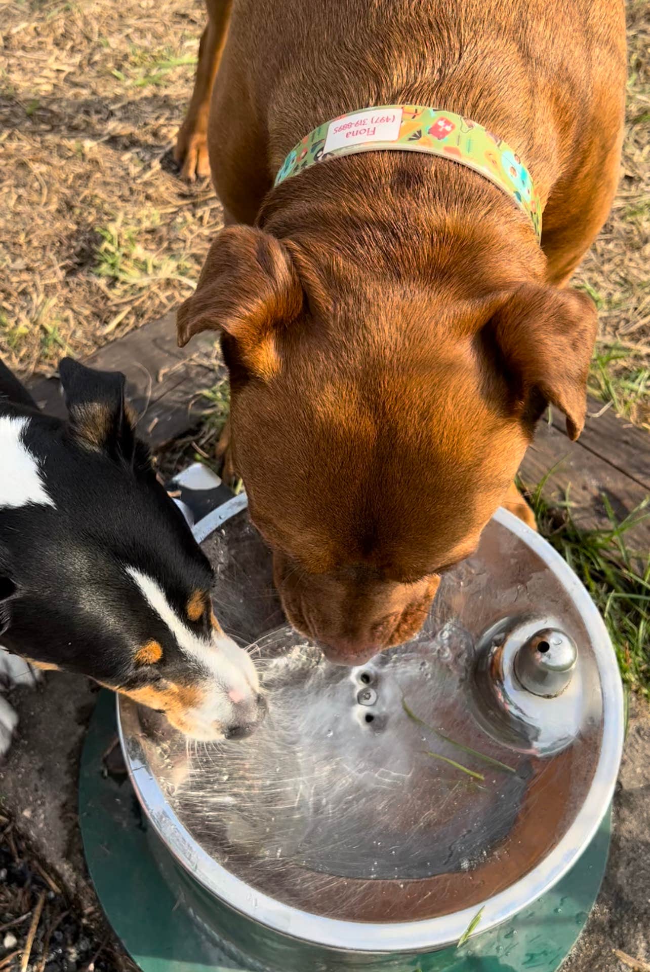 DeLuvPups D.'s photo of camping with pets at Disney’s Fort Wilderness Resort & Campground near Orlando, FL