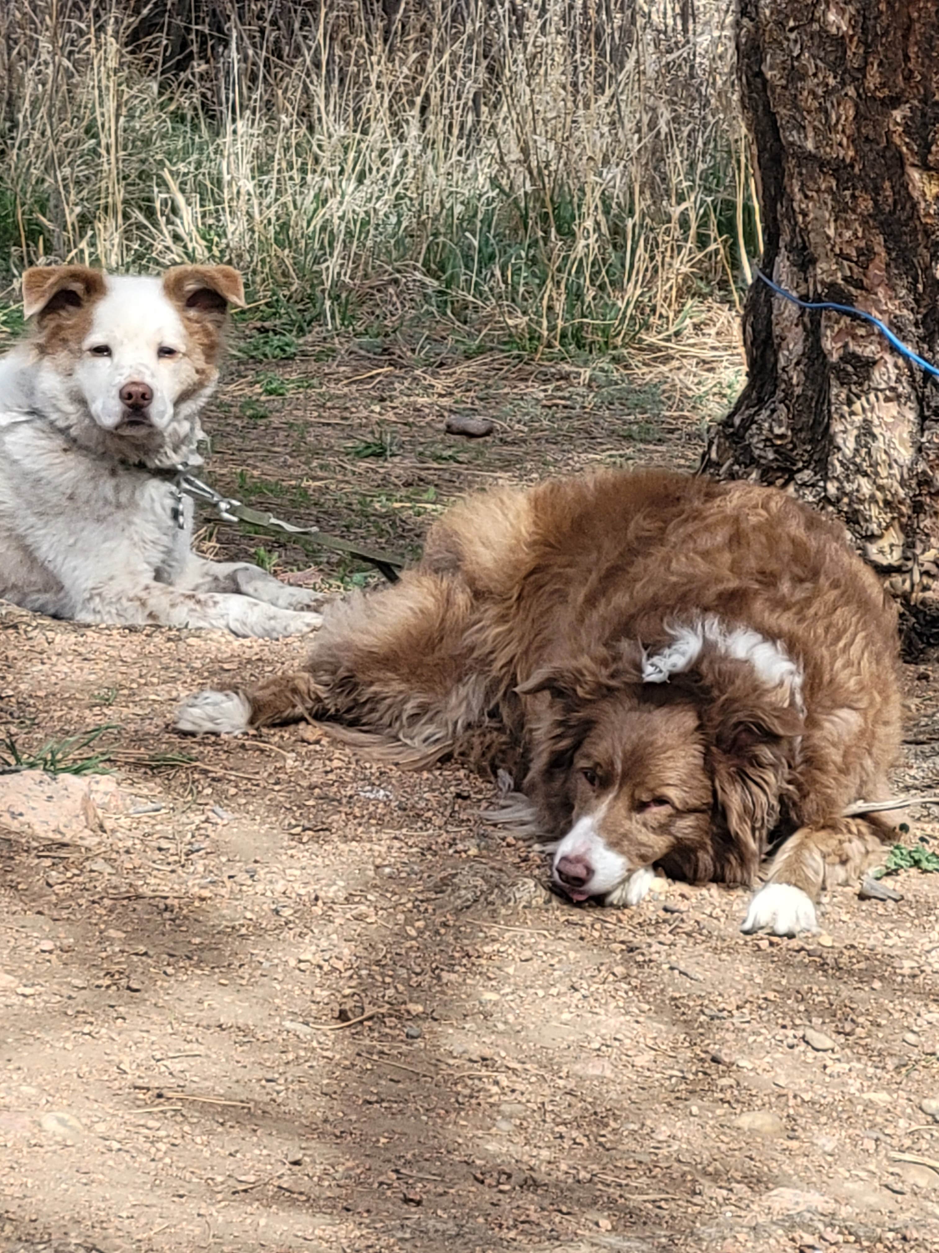 Todd J.'s photo of camping with pets at Lone Rock Campground near Deckers, CO