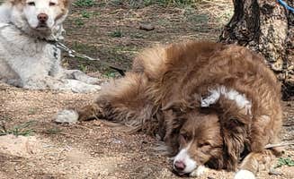 Todd J.'s photo of camping with pets at Lone Rock Campground near Buffalo Creek, CO