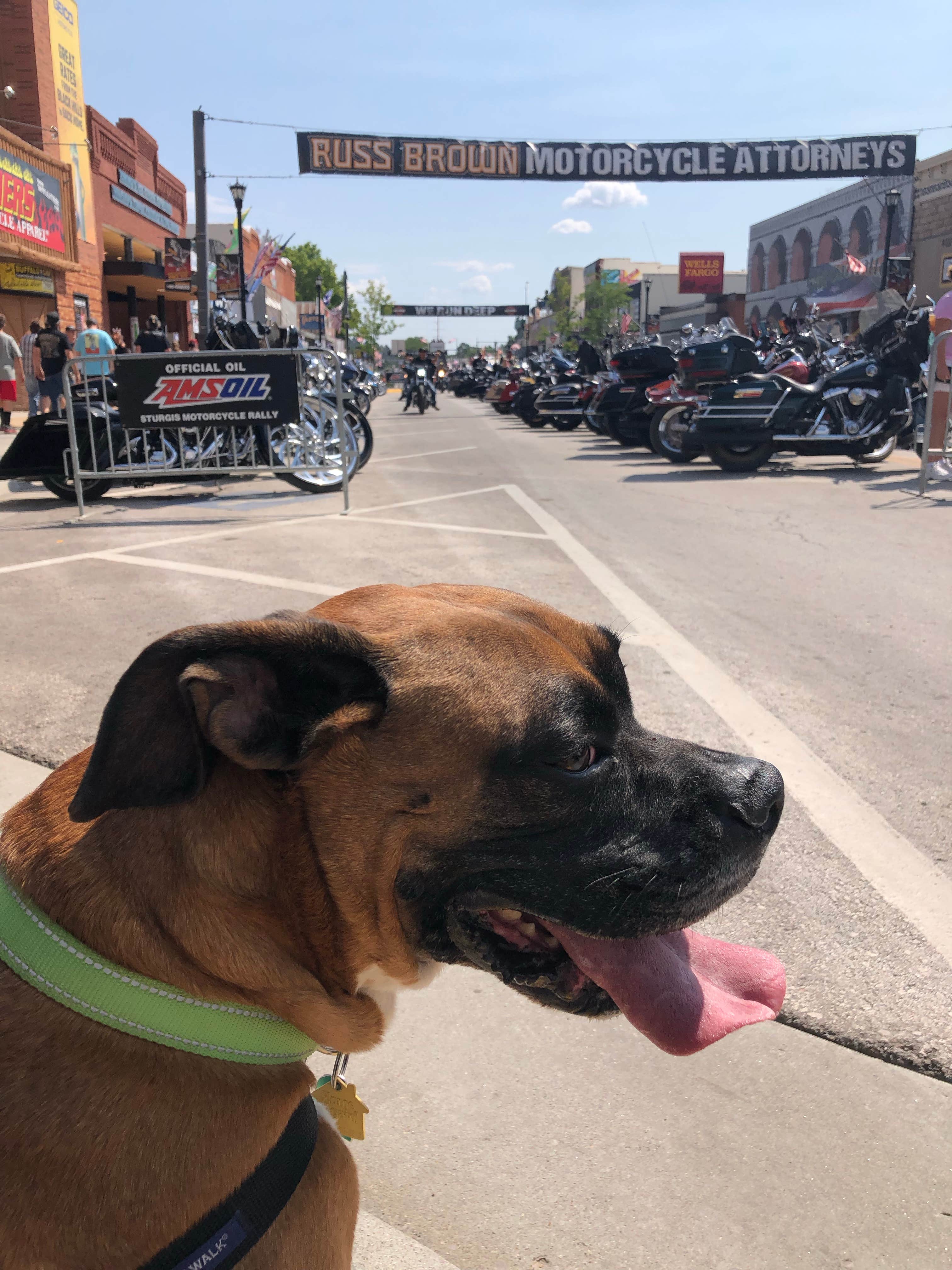 justin's photo of camping with pets at Grizzly Creek Primitive near Keystone, SD