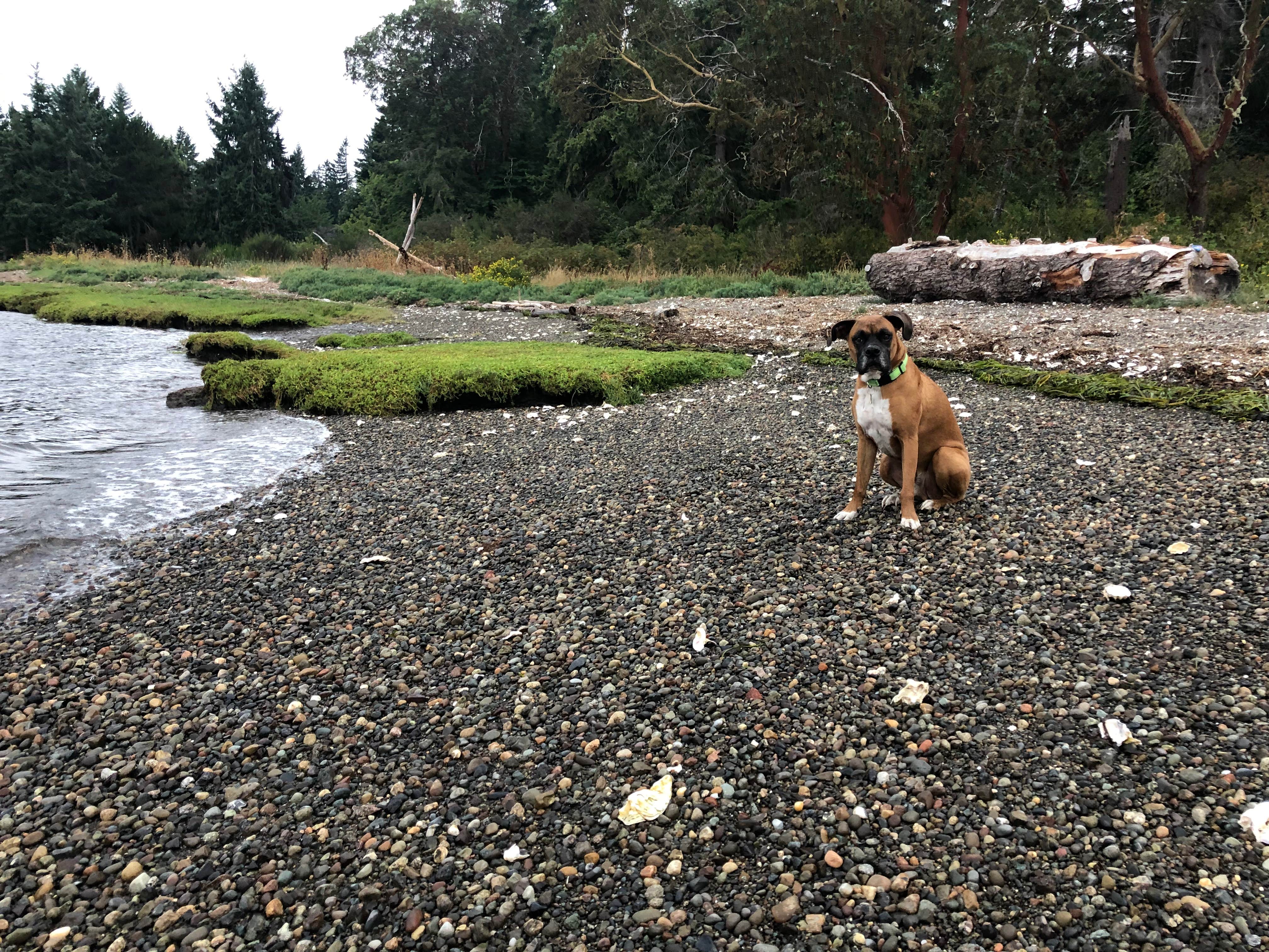 justin's photo of camping with pets at Belfair State Park Campground near Tacoma, WA