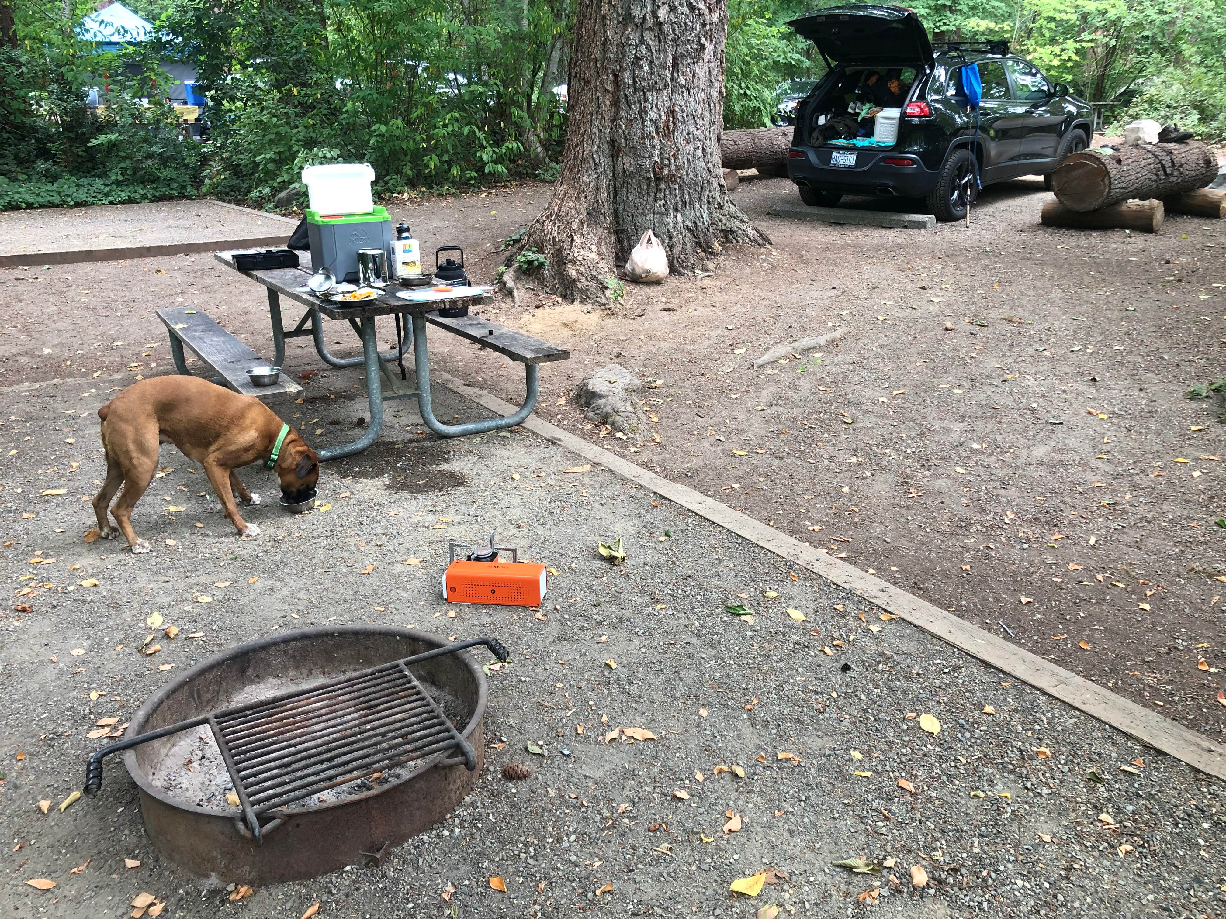justin's photo of camping with pets at Belfair State Park Campground near Tacoma, WA