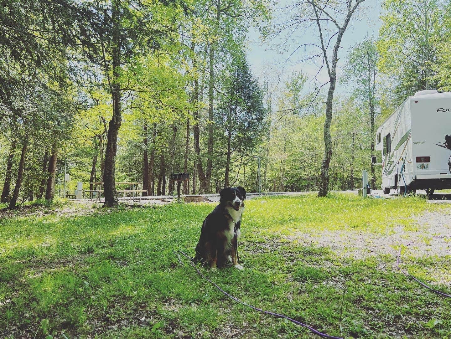 Brian M.'s photo of camping with pets at Fall Creek Falls State Park Campground near Monterey, TN