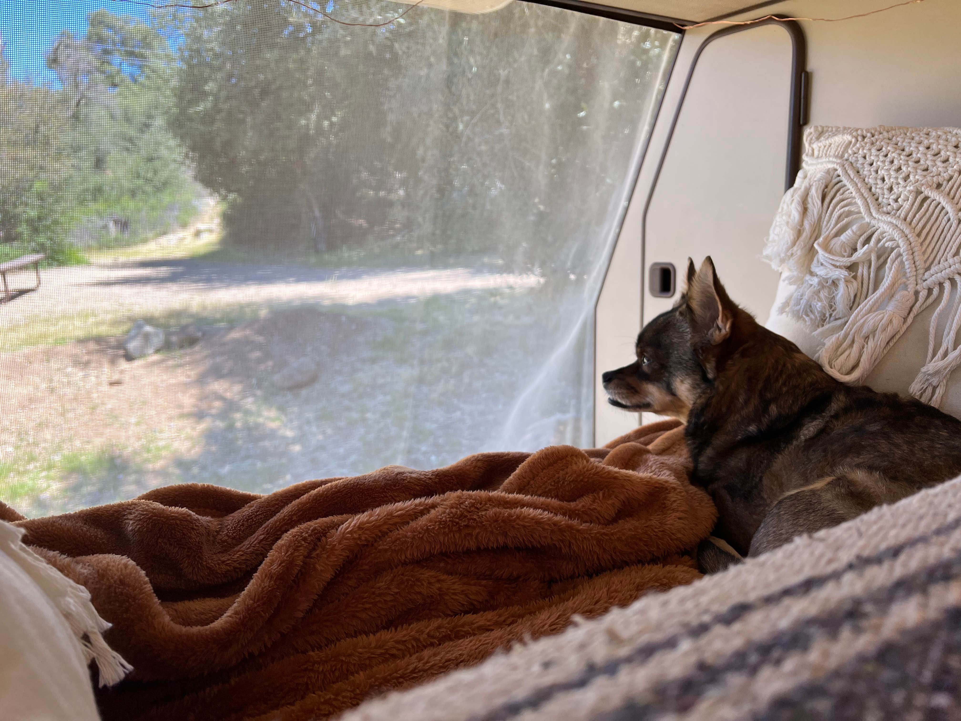 Jessie W.'s photo of camping with pets at Thousand Trails Oakzanita Springs near Ocotillo, CA