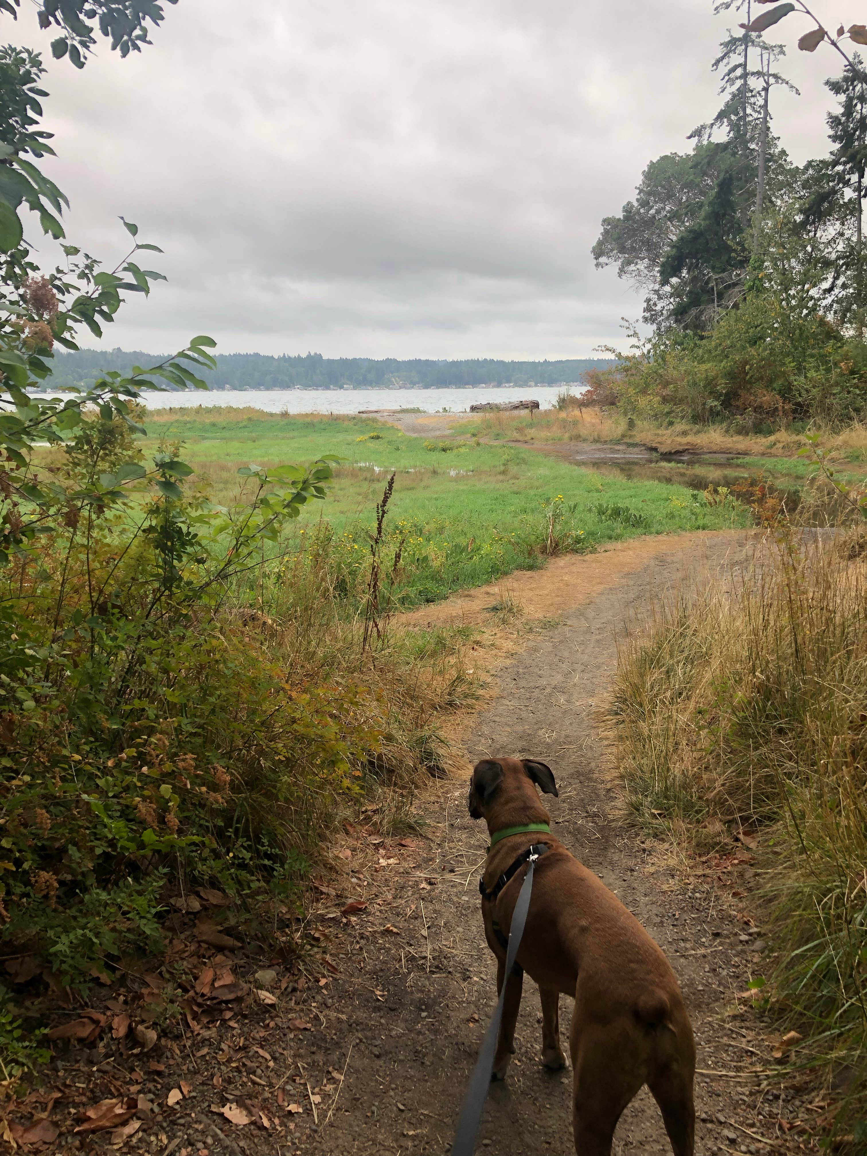 justin's photo of camping with pets at Belfair State Park Campground near Belfair, WA