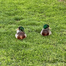 Where there is water, there are ducks!