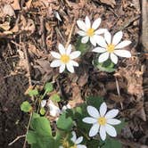 Review photo of Forestville Mystery Cave State Park Campground by anne K., May 9, 2022