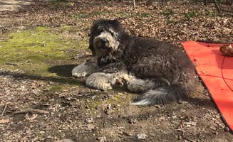 anne K.'s photo of camping with pets at Forestville Mystery Cave State Park Campground near Chatfield, MN