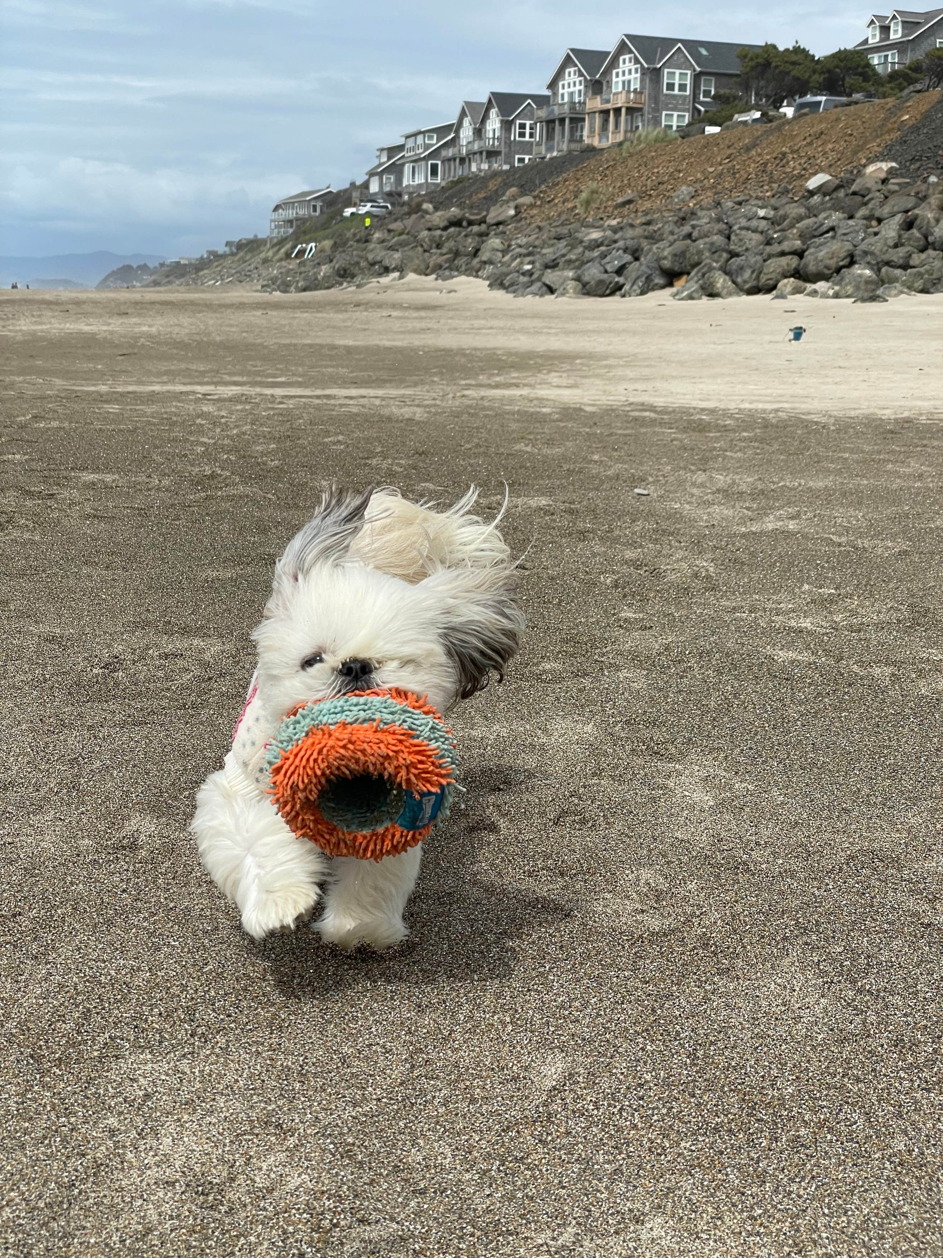 Kelley D.'s photo of camping with pets at Sea and Sand RV Park near Newport, OR